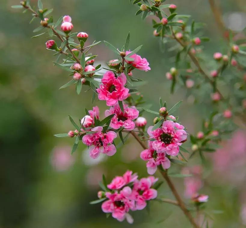 清新雅致的松叶牡丹,叶似榆树花如梅花