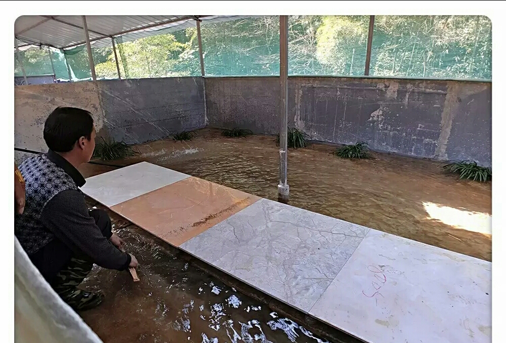 高山生态养殖石蛙,石蛙养殖海拔