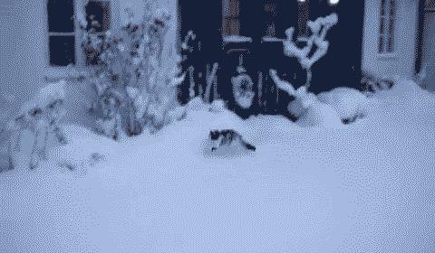 北方的猫过冬靠暖气,那南方的猫靠啥?