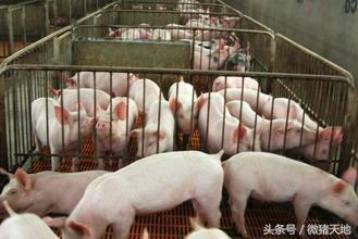 仔猪被母猪压死,母猪为什么致死仔猪