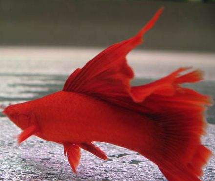 5种常见热带鱼养殖品种介绍图,什么热带鱼好看又好养适合新手养