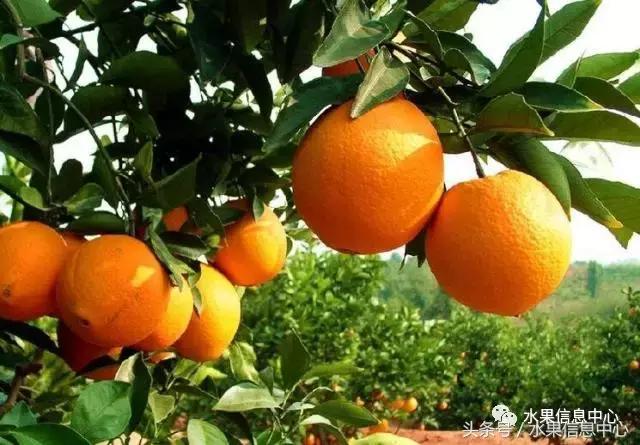 全国橙子品种大全,甜橙子产地直销怎么挑