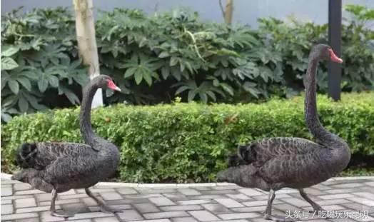 昆十怎么样,昆十中教学质量如何