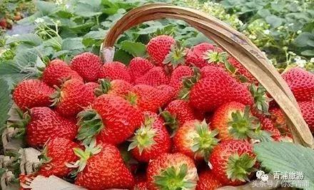 青浦17号线有什么好玩的,上海青浦17号线哪个站最好