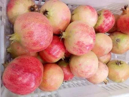 最新农产品供求信息,大农圈最新文章