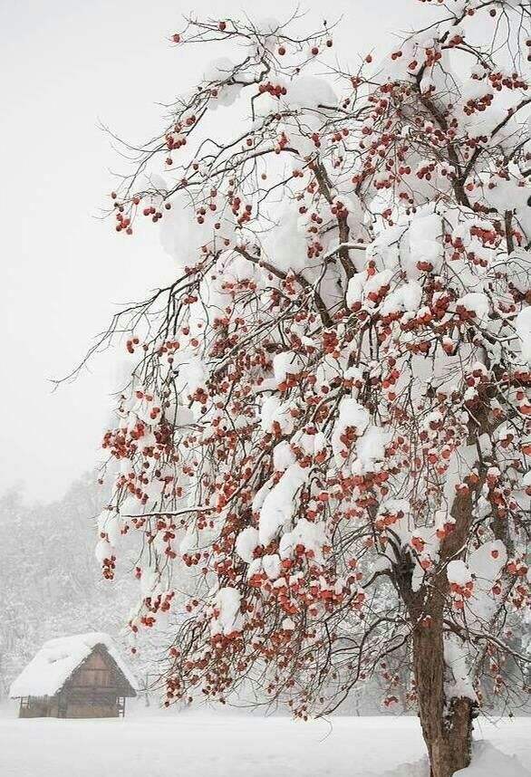 诗词轩3群4群5群、现代诗群十二月联合题雪柿子活动（第二期）