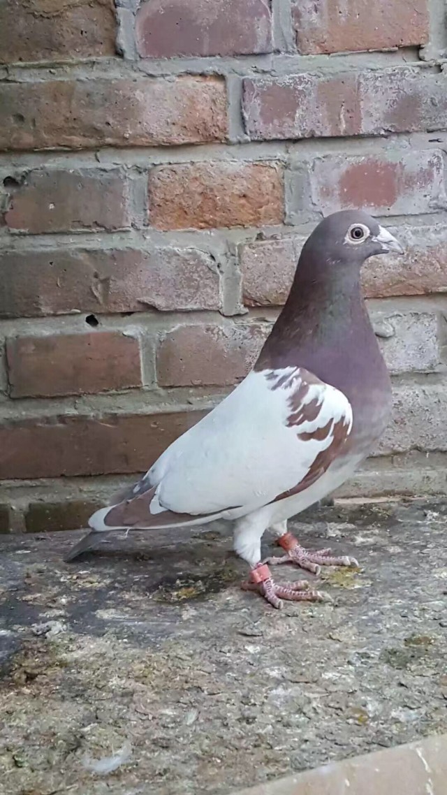 新手鸽友怎么做能使鸽子保持健康,用这几招养的鸽子个个活泼可爱