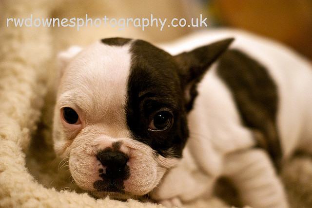 法国斗牛犬是什么犬种,犬种百科之比熊