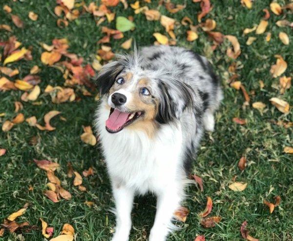 全盲狗狗动不动就怕怕幸遇狗妹妹添自信展开快乐狗生！