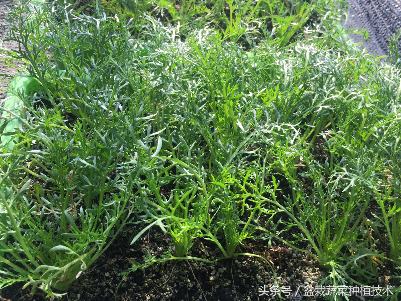 玛咖本是秘鲁蔬菜,现在回归餐桌,在中国菜谱上是否会有一席之地