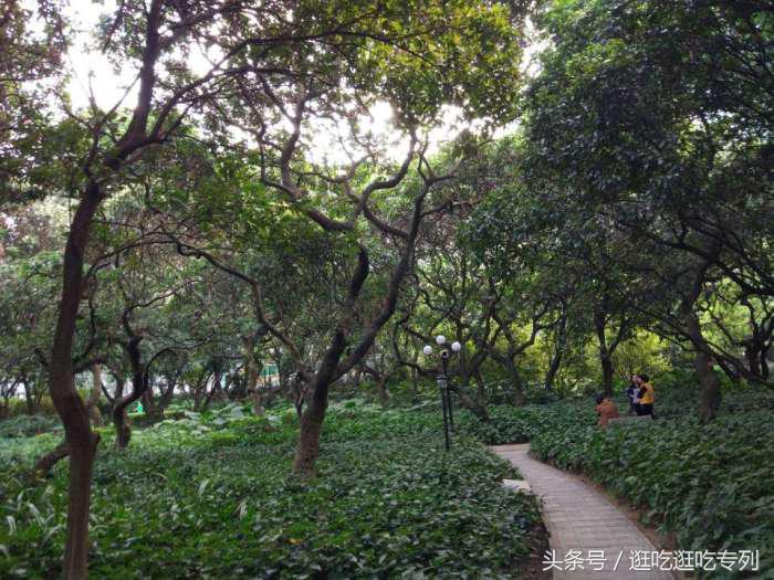 荔枝公园有什么景点,荔枝公园有没有平地
