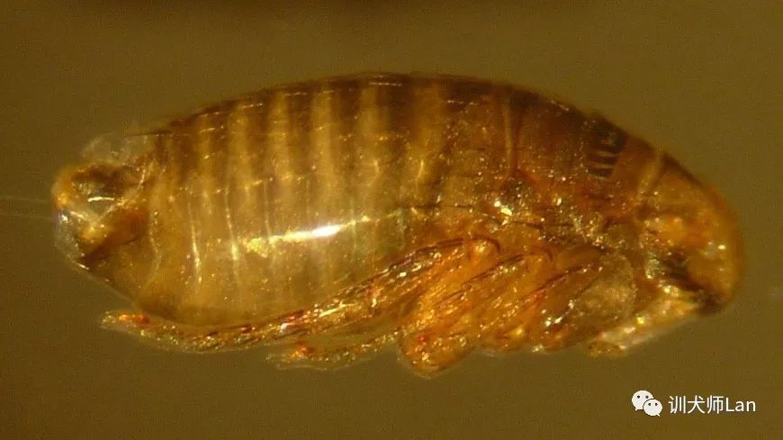 家中的宠物有跳蚤，怎样才能将它们一网打尽？