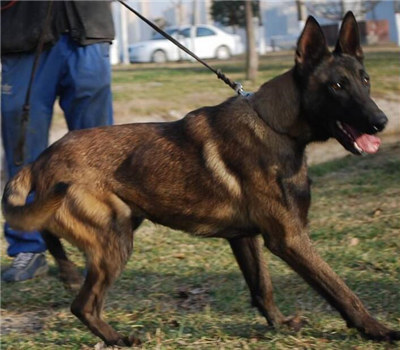 一岁的马犬胆小不听话怎么办？训练马犬不听话的方法及注意事项