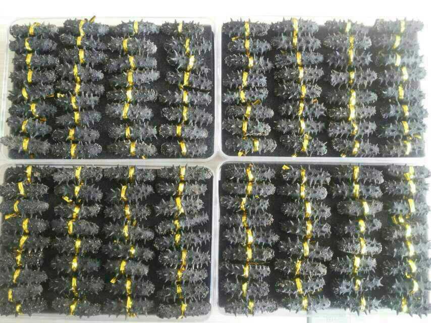 一千多的淡干海参是假的吗,真假淡干海参价格