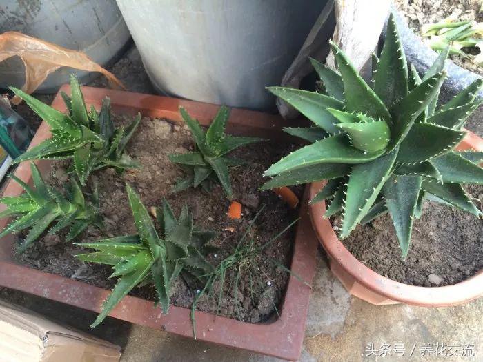 绿植真的可以改善室内空气吗,绿植能消除空气中的甲醛吗