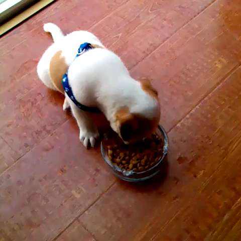 狗狗总是吃骨头好吗,狗狗总吃同一种狗粮会吃腻么