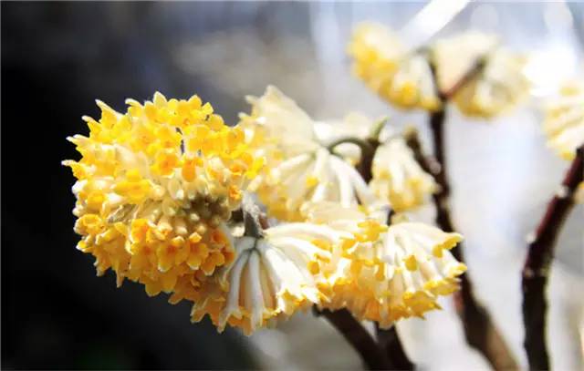 农村常见的100种植物,100种常见草本植物