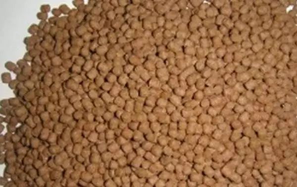 如何预防罗汉鱼得水霉病,怎样防止罗汉鱼得肠炎