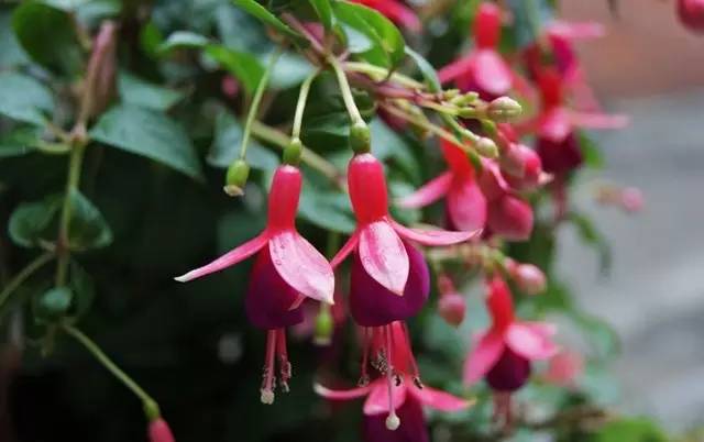 农村常见的100种植物,100种常见草本植物