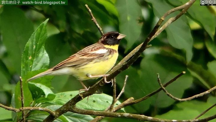 被吃灭绝的禾花雀,禾花雀有多危险