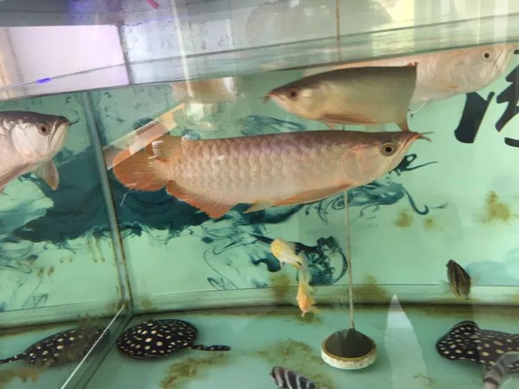 关于混养塘,最简单的混养方法