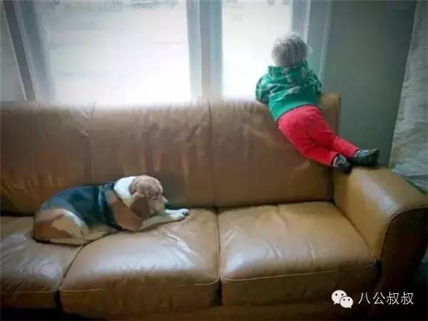 这是我的零用钱,请拿去给狗狗买防弹衣