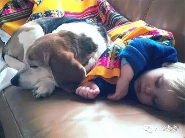 这是我的零用钱,请拿去给狗狗买防弹衣