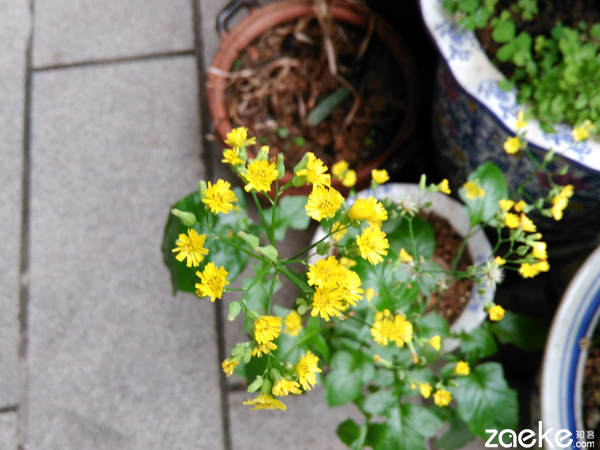 撩妹之余，无声不欢乐檬3评测