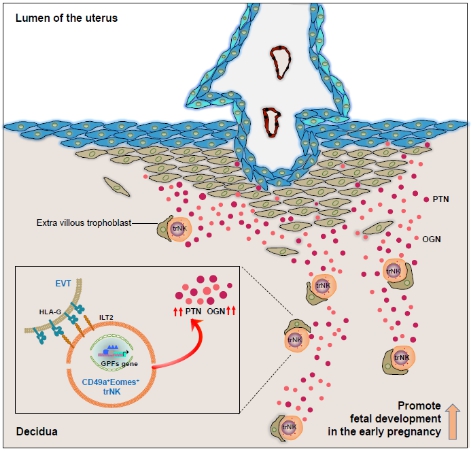 这种细胞可帮助胎儿生长，可为治疗反复性流产提供新思路