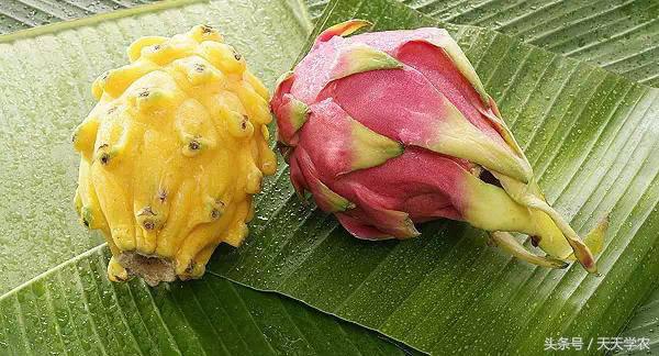 世界出名的十种稀奇水果,世界十大奇异生物你见过几种