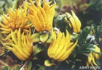 世界出名的十种稀奇水果,世界十大奇异生物你见过几种