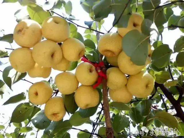 梨子的品种与产地,梨子品种及产地