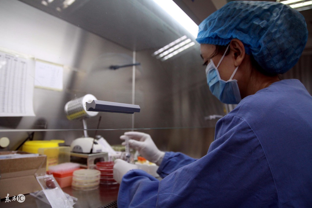 蜜蜂人工授精最新技术,蜂头领正确采蜜方法