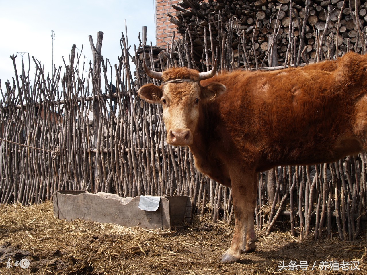 养牛总是落犊怎么回事,养牛一年不得病的秘诀