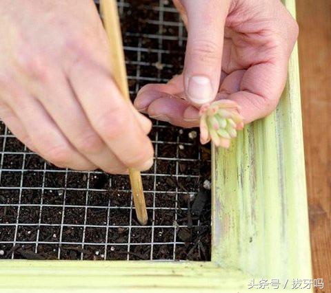 多肉土壤长苔藓怎么处理,多肉种植叶片的土怎么处理