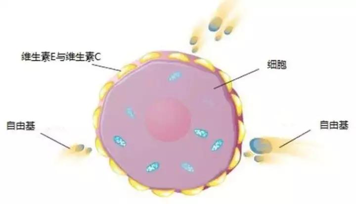 女性吃维生素c和e有什么好处,多喝维生素c泡腾片有什么好处