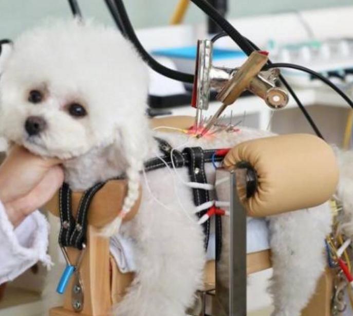 中医竟然能给宠物治病,中医治疗狗狗疑难杂症