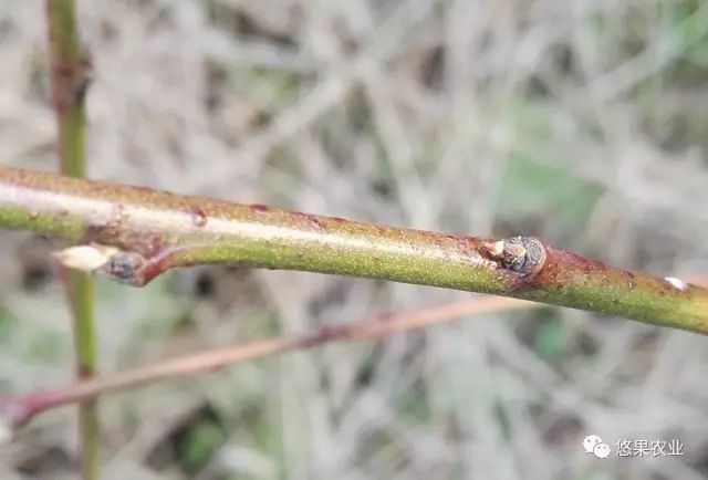 桃树的种植方法和管理,想种植果树去哪里咨询