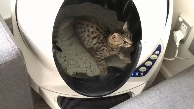 养猫如何不铲屎,什么猫不用铲屎呢