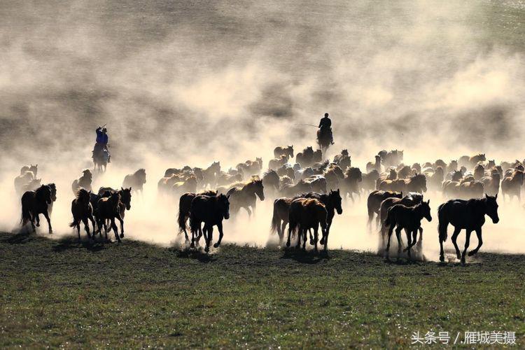 坝上草原奔马图片,坝上奔马摄影