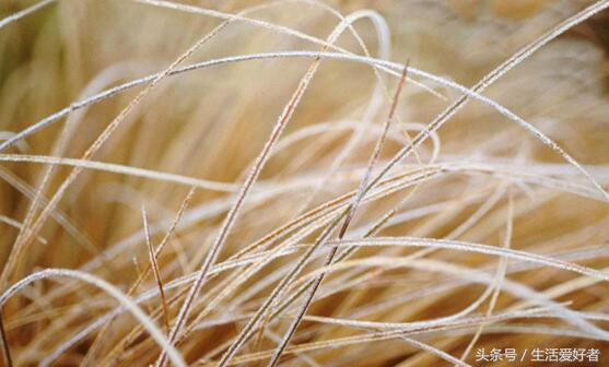 脂溢性脱发最新突破,脂溢性脱发最新研究成果