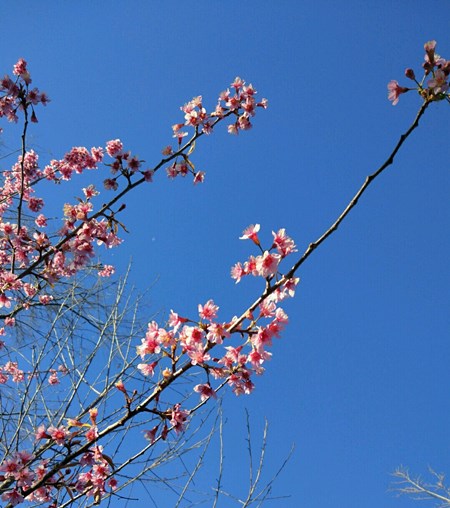 纯正黑糖的四大特点,黑糖是什么呢