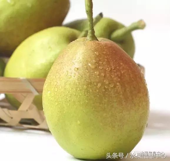 梨子的品种与产地,梨子品种及产地