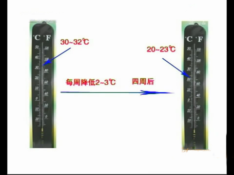 斗鸡苗养殖方法,斗鸡的养殖视频大全
