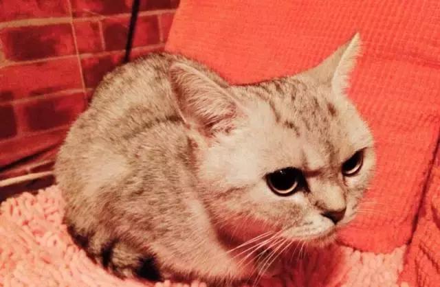 武汉别墅轰趴,武汉轰趴馆随便吃随便玩