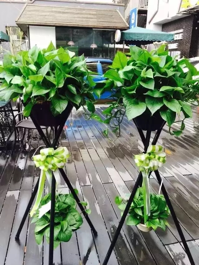 在贵州做个花房姑娘,打发慵懒时光!