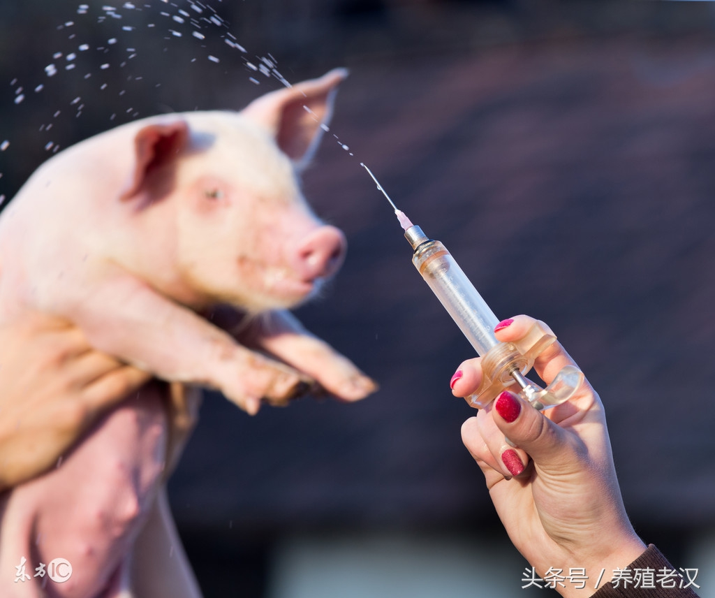 猪脱肛什么原因造成的,猪脱肛是什么原因导致的