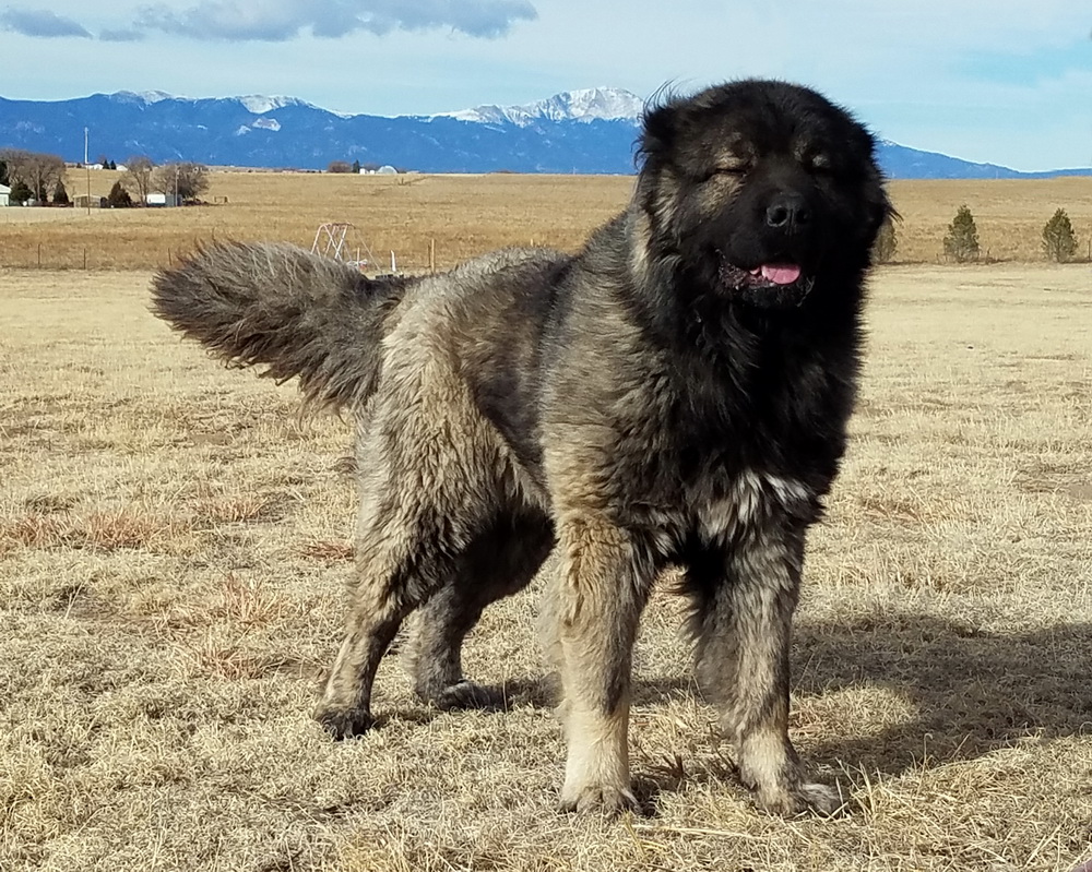 第一猛犬泰迪,泰迪看见猛犬