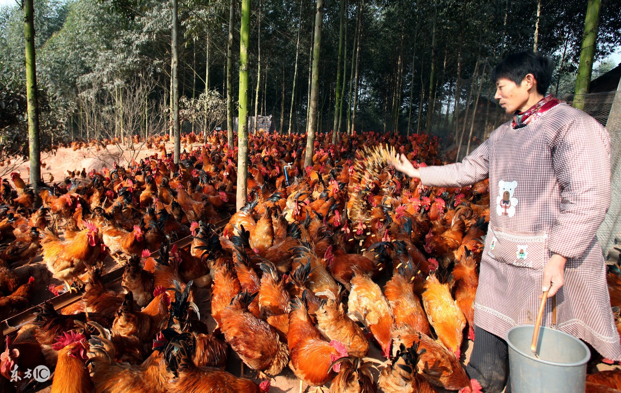 土鸡感冒咳嗽用什么药好得快,土鸡球虫