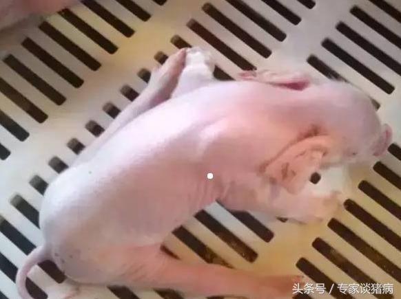 规模化猪场母猪繁殖障碍问题解决方案以及引起繁殖障碍的疾病分析